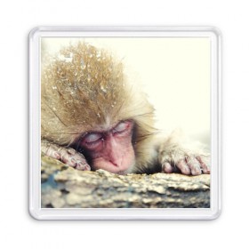 Магнит 55*55 с принтом Обезьянка спит в Петрозаводске, Пластик | Размер: 65*65 мм; Размер печати: 55*55 мм | бабуин | животное | обезьяна | орангутанг | примат
