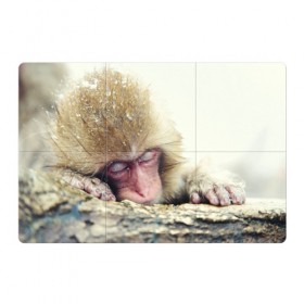 Магнитный плакат 3Х2 с принтом Обезьянка спит в Петрозаводске, Полимерный материал с магнитным слоем | 6 деталей размером 9*9 см | бабуин | животное | обезьяна | орангутанг | примат