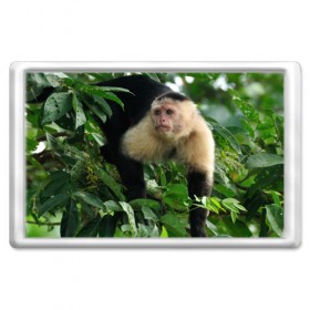 Магнит 45*70 с принтом Обезьянка в джунглях в Петрозаводске, Пластик | Размер: 78*52 мм; Размер печати: 70*45 | бабуин | гамадрил | гиббон | горилла | гуманоид | дарвин | животное | зоопарк | кинг конг | мартышка | маугли | обезьяна | орангутанг | предок | примат | рожа | хомо сапиенс | шимпанзе