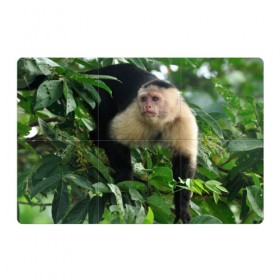 Магнитный плакат 3Х2 с принтом Обезьянка в джунглях в Петрозаводске, Полимерный материал с магнитным слоем | 6 деталей размером 9*9 см | бабуин | гамадрил | гиббон | горилла | гуманоид | дарвин | животное | зоопарк | кинг конг | мартышка | маугли | обезьяна | орангутанг | предок | примат | рожа | хомо сапиенс | шимпанзе