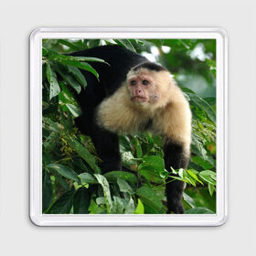 Магнит 55*55 с принтом Обезьянка в джунглях в Петрозаводске, Пластик | Размер: 65*65 мм; Размер печати: 55*55 мм | бабуин | гамадрил | гиббон | горилла | гуманоид | дарвин | животное | зоопарк | кинг конг | мартышка | маугли | обезьяна | орангутанг | предок | примат | рожа | хомо сапиенс | шимпанзе