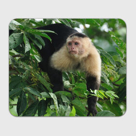 Коврик прямоугольный с принтом Обезьянка в джунглях в Петрозаводске, натуральный каучук | размер 230 х 185 мм; запечатка лицевой стороны | бабуин | гамадрил | гиббон | горилла | гуманоид | дарвин | животное | зоопарк | кинг конг | мартышка | маугли | обезьяна | орангутанг | предок | примат | рожа | хомо сапиенс | шимпанзе