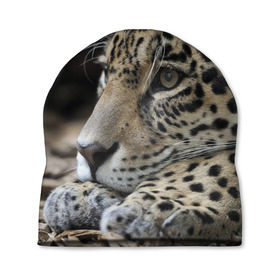 Шапка 3D с принтом Леопард в Петрозаводске, 100% полиэстер | универсальный размер, печать по всей поверхности изделия | властелин | грация | животные | зверь | кот | кошачий | кошки | крупный | леопард | лес | милый | млекопитающее | природа | пятна | рыжий | усатый | усы | фауна | флора | хищник | хозяин | царь джунгли