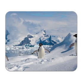 Коврик прямоугольный с принтом Пингвин в горах в Петрозаводске, натуральный каучук | размер 230 х 185 мм; запечатка лицевой стороны | айсберг | антарктида | антарктика | арктика | буревестник | глупый | императорский | клюв | королевский | крылья | ласты | лёд | линукс | океан | пилигрим | полюс | птица | север | снег | умка | фрак