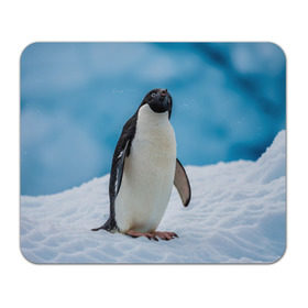 Коврик прямоугольный с принтом Пингвин на айсберге в Петрозаводске, натуральный каучук | размер 230 х 185 мм; запечатка лицевой стороны | айсберг | антарктида | антарктика | арктика | буревестник | глупый | императорский | клюв | королевский | крылья | ласты | лёд | линукс | океан | пилигрим | полюс | птица | север | снег | умка | фрак