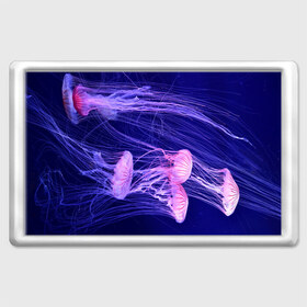 Магнит 45*70 с принтом Розовые медузы в Петрозаводске, Пластик | Размер: 78*52 мм; Размер печати: 70*45 | аквариум | вода | дайвинг | милые | море | океан | плывет | подводный мир | рыбалка | рыбка | рыбы | стая | фауна