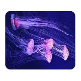 Коврик прямоугольный с принтом Розовые медузы в Петрозаводске, натуральный каучук | размер 230 х 185 мм; запечатка лицевой стороны | Тематика изображения на принте: аквариум | вода | дайвинг | милые | море | океан | плывет | подводный мир | рыбалка | рыбка | рыбы | стая | фауна