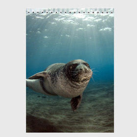 Скетчбук с принтом Тюлень под водой в Петрозаводске, 100% бумага
 | 48 листов, плотность листов — 100 г/м2, плотность картонной обложки — 250 г/м2. Листы скреплены сверху удобной пружинной спиралью | Тематика изображения на принте: вода | дайвинг | жирный | косяк | красивые | милые | море | морская | морской котик | океан | плывет | подводный мир | прикольные | речная | рыба | рыбалка | стая | тюлень | усатый кот | фауна | чешуя