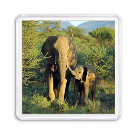 Магнит 55*55 с принтом Слониха и слоненок в природе в Петрозаводске, Пластик | Размер: 65*65 мм; Размер печати: 55*55 мм | Тематика изображения на принте: африка | африканский | бивни | большой | гигант джунгли | зоопарк | индийский | индия | лесной великан | мамонт | огромный | саванна | сафари | серый | слон | слоненок | слониха | стадо | уши | хобот