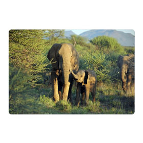 Магнитный плакат 3Х2 с принтом Слониха и слоненок в природе в Петрозаводске, Полимерный материал с магнитным слоем | 6 деталей размером 9*9 см | африка | африканский | бивни | большой | гигант джунгли | зоопарк | индийский | индия | лесной великан | мамонт | огромный | саванна | сафари | серый | слон | слоненок | слониха | стадо | уши | хобот