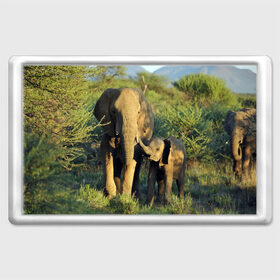 Магнит 45*70 с принтом Слониха и слоненок в природе в Петрозаводске, Пластик | Размер: 78*52 мм; Размер печати: 70*45 | Тематика изображения на принте: африка | африканский | бивни | большой | гигант джунгли | зоопарк | индийский | индия | лесной великан | мамонт | огромный | саванна | сафари | серый | слон | слоненок | слониха | стадо | уши | хобот