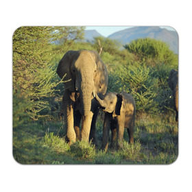 Коврик прямоугольный с принтом Слониха и слоненок в природе в Петрозаводске, натуральный каучук | размер 230 х 185 мм; запечатка лицевой стороны | африка | африканский | бивни | большой | гигант джунгли | зоопарк | индийский | индия | лесной великан | мамонт | огромный | саванна | сафари | серый | слон | слоненок | слониха | стадо | уши | хобот