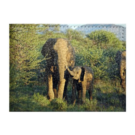 Обложка для студенческого билета с принтом Слониха и слоненок в природе в Петрозаводске, натуральная кожа | Размер: 11*8 см; Печать на всей внешней стороне | африка | африканский | бивни | большой | гигант джунгли | зоопарк | индийский | индия | лесной великан | мамонт | огромный | саванна | сафари | серый | слон | слоненок | слониха | стадо | уши | хобот