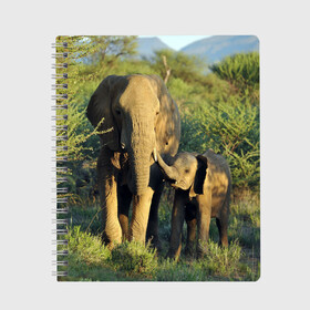 Тетрадь с принтом Слониха и слоненок в природе в Петрозаводске, 100% бумага | 48 листов, плотность листов — 60 г/м2, плотность картонной обложки — 250 г/м2. Листы скреплены сбоку удобной пружинной спиралью. Уголки страниц и обложки скругленные. Цвет линий — светло-серый
 | африка | африканский | бивни | большой | гигант джунгли | зоопарк | индийский | индия | лесной великан | мамонт | огромный | саванна | сафари | серый | слон | слоненок | слониха | стадо | уши | хобот