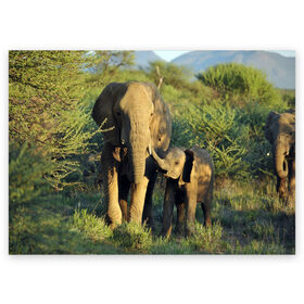 Поздравительная открытка с принтом Слониха и слоненок в природе в Петрозаводске, 100% бумага | плотность бумаги 280 г/м2, матовая, на обратной стороне линовка и место для марки
 | африка | африканский | бивни | большой | гигант джунгли | зоопарк | индийский | индия | лесной великан | мамонт | огромный | саванна | сафари | серый | слон | слоненок | слониха | стадо | уши | хобот