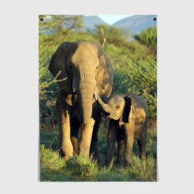 Постер с принтом Слониха и слоненок в природе в Петрозаводске, 100% бумага
 | бумага, плотность 150 мг. Матовая, но за счет высокого коэффициента гладкости имеет небольшой блеск и дает на свету блики, но в отличии от глянцевой бумаги не покрыта лаком | африка | африканский | бивни | большой | гигант джунгли | зоопарк | индийский | индия | лесной великан | мамонт | огромный | саванна | сафари | серый | слон | слоненок | слониха | стадо | уши | хобот