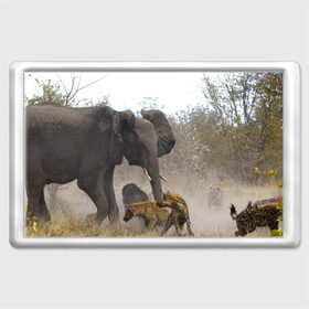 Магнит 45*70 с принтом Гиены охотятся на слона в Петрозаводске, Пластик | Размер: 78*52 мм; Размер печати: 70*45 | африка | африканский | бивни | большой | гигант джунгли | гиены | индийский | индия | лесной великан | мамонт | огромный | охота | саванна | сафари | серый | слон | слониха | стадо | уши | хобот