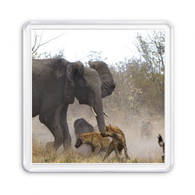 Магнит 55*55 с принтом Гиены охотятся на слона в Петрозаводске, Пластик | Размер: 65*65 мм; Размер печати: 55*55 мм | африка | африканский | бивни | большой | гигант джунгли | гиены | индийский | индия | лесной великан | мамонт | огромный | охота | саванна | сафари | серый | слон | слониха | стадо | уши | хобот