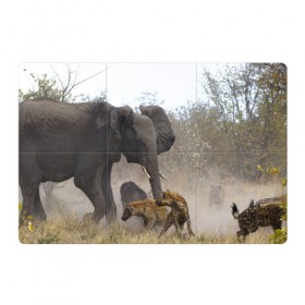 Магнитный плакат 3Х2 с принтом Гиены охотятся на слона в Петрозаводске, Полимерный материал с магнитным слоем | 6 деталей размером 9*9 см | африка | африканский | бивни | большой | гигант джунгли | гиены | индийский | индия | лесной великан | мамонт | огромный | охота | саванна | сафари | серый | слон | слониха | стадо | уши | хобот