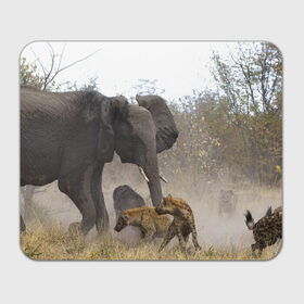 Коврик прямоугольный с принтом Гиены охотятся на слона в Петрозаводске, натуральный каучук | размер 230 х 185 мм; запечатка лицевой стороны | африка | африканский | бивни | большой | гигант джунгли | гиены | индийский | индия | лесной великан | мамонт | огромный | охота | саванна | сафари | серый | слон | слониха | стадо | уши | хобот