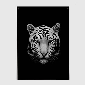 Постер с принтом Тигр в Петрозаводске, 100% бумага
 | бумага, плотность 150 мг. Матовая, но за счет высокого коэффициента гладкости имеет небольшой блеск и дает на свету блики, но в отличии от глянцевой бумаги не покрыта лаком | белый тигр | кошка | тигр