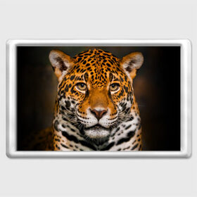 Магнит 45*70 с принтом Jaguar в Петрозаводске, Пластик | Размер: 78*52 мм; Размер печати: 70*45 | глаза | дикая кошка | кошка | леопард | сафари | хищник | ягуар