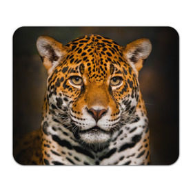 Коврик прямоугольный с принтом Jaguar в Петрозаводске, натуральный каучук | размер 230 х 185 мм; запечатка лицевой стороны | Тематика изображения на принте: глаза | дикая кошка | кошка | леопард | сафари | хищник | ягуар