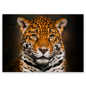 Поздравительная открытка с принтом Jaguar в Петрозаводске, 100% бумага | плотность бумаги 280 г/м2, матовая, на обратной стороне линовка и место для марки
 | Тематика изображения на принте: глаза | дикая кошка | кошка | леопард | сафари | хищник | ягуар