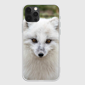 Чехол для iPhone 12 Pro с принтом White Fox в Петрозаводске, силикон | область печати: задняя сторона чехла, без боковых панелей | fox | red | лиса | лисенок | рыжая
