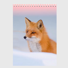 Скетчбук с принтом Morning в Петрозаводске, 100% бумага
 | 48 листов, плотность листов — 100 г/м2, плотность картонной обложки — 250 г/м2. Листы скреплены сверху удобной пружинной спиралью | Тематика изображения на принте: fox | red | лиса | лисенок | рыжая