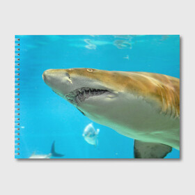 Альбом для рисования с принтом Тигровая акула в Петрозаводске, 100% бумага
 | матовая бумага, плотность 200 мг. | голубое море | океан | рыба