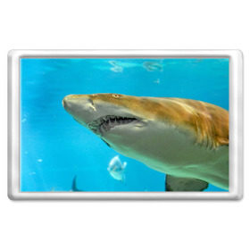 Магнит 45*70 с принтом Тигровая акула в Петрозаводске, Пластик | Размер: 78*52 мм; Размер печати: 70*45 | голубое море | океан | рыба