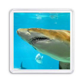 Магнит 55*55 с принтом Тигровая акула в Петрозаводске, Пластик | Размер: 65*65 мм; Размер печати: 55*55 мм | голубое море | океан | рыба