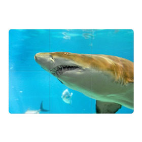 Магнитный плакат 3Х2 с принтом Тигровая акула в Петрозаводске, Полимерный материал с магнитным слоем | 6 деталей размером 9*9 см | голубое море | океан | рыба