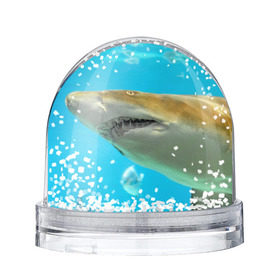 Снежный шар с принтом Тигровая акула в Петрозаводске, Пластик | Изображение внутри шара печатается на глянцевой фотобумаге с двух сторон | голубое море | океан | рыба