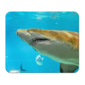 Коврик прямоугольный с принтом Тигровая акула в Петрозаводске, натуральный каучук | размер 230 х 185 мм; запечатка лицевой стороны | голубое море | океан | рыба