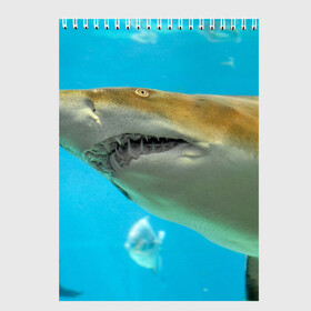 Скетчбук с принтом Тигровая акула в Петрозаводске, 100% бумага
 | 48 листов, плотность листов — 100 г/м2, плотность картонной обложки — 250 г/м2. Листы скреплены сверху удобной пружинной спиралью | голубое море | океан | рыба
