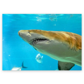 Поздравительная открытка с принтом Тигровая акула в Петрозаводске, 100% бумага | плотность бумаги 280 г/м2, матовая, на обратной стороне линовка и место для марки
 | голубое море | океан | рыба