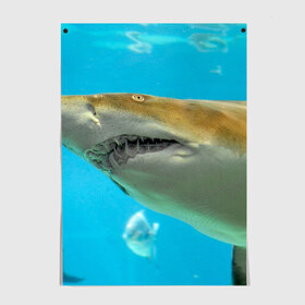 Постер с принтом Тигровая акула в Петрозаводске, 100% бумага
 | бумага, плотность 150 мг. Матовая, но за счет высокого коэффициента гладкости имеет небольшой блеск и дает на свету блики, но в отличии от глянцевой бумаги не покрыта лаком | голубое море | океан | рыба