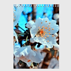 Скетчбук с принтом Весна в Петрозаводске, 100% бумага
 | 48 листов, плотность листов — 100 г/м2, плотность картонной обложки — 250 г/м2. Листы скреплены сверху удобной пружинной спиралью | 3d | flower | весна | другие | красивые цветы | красные | лето | поле | полевой цветок | прикольные | природа | текстуры | цветочки | цветы