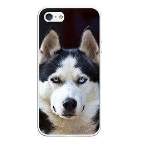 Чехол для iPhone 5/5S матовый с принтом Хаски в Петрозаводске, Силикон | Область печати: задняя сторона чехла, без боковых панелей | dog | лабрадор | мопс | пес | собака | такса | хаски | щеночек
