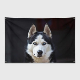 Флаг-баннер с принтом Хаски в Петрозаводске, 100% полиэстер | размер 67 х 109 см, плотность ткани — 95 г/м2; по краям флага есть четыре люверса для крепления | dog | лабрадор | мопс | пес | собака | такса | хаски | щеночек