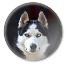 Значок с принтом Хаски в Петрозаводске,  металл | круглая форма, металлическая застежка в виде булавки | dog | лабрадор | мопс | пес | собака | такса | хаски | щеночек