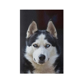 Обложка для паспорта матовая кожа с принтом Хаски в Петрозаводске, натуральная матовая кожа | размер 19,3 х 13,7 см; прозрачные пластиковые крепления | dog | лабрадор | мопс | пес | собака | такса | хаски | щеночек