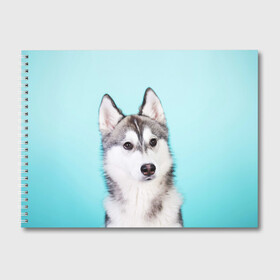 Альбом для рисования с принтом Blue в Петрозаводске, 100% бумага
 | матовая бумага, плотность 200 мг. | dog | бандит | пес | собака | хаски | хаски бандит | щеночек