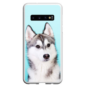 Чехол для Samsung Galaxy S10 с принтом Blue в Петрозаводске, Силикон | Область печати: задняя сторона чехла, без боковых панелей | dog | бандит | пес | собака | хаски | хаски бандит | щеночек