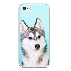 Чехол для iPhone 5/5S матовый с принтом Blue в Петрозаводске, Силикон | Область печати: задняя сторона чехла, без боковых панелей | dog | бандит | пес | собака | хаски | хаски бандит | щеночек