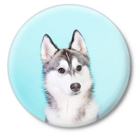 Значок с принтом Blue в Петрозаводске,  металл | круглая форма, металлическая застежка в виде булавки | dog | бандит | пес | собака | хаски | хаски бандит | щеночек