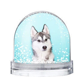 Водяной шар с принтом Blue в Петрозаводске, Пластик | Изображение внутри шара печатается на глянцевой фотобумаге с двух сторон | dog | бандит | пес | собака | хаски | хаски бандит | щеночек