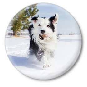 Значок с принтом Snow в Петрозаводске,  металл | круглая форма, металлическая застежка в виде булавки | Тематика изображения на принте: dog | бордер | бордер колли | колли | пес | собака
